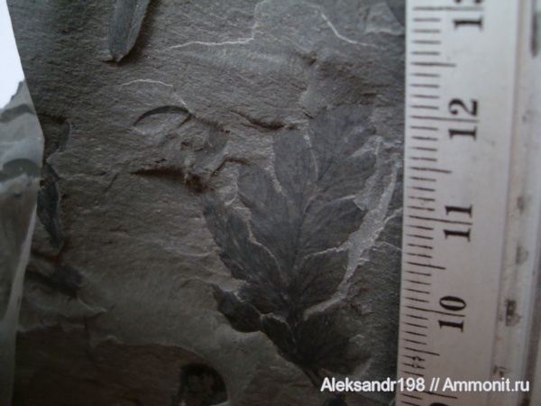 папоротники, Mariopteris