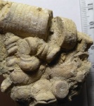 Морская лилия