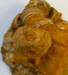 Морская лилия