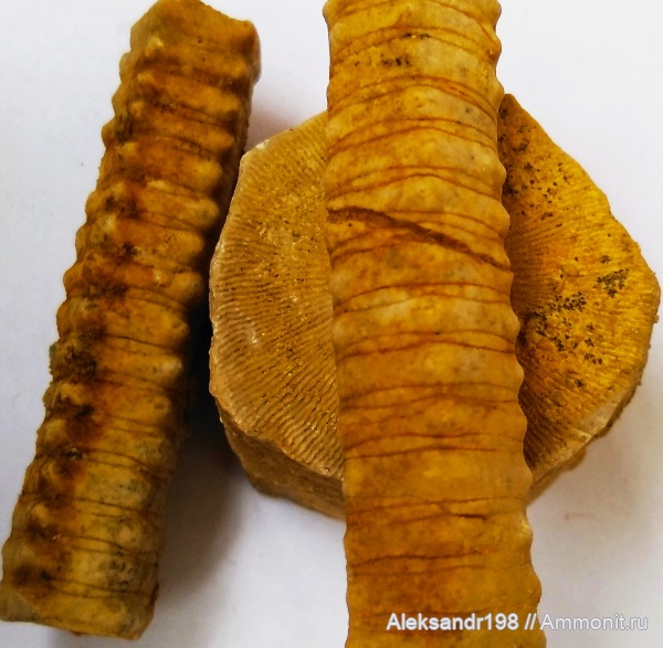 Запчасти и прочие морские окаменелости