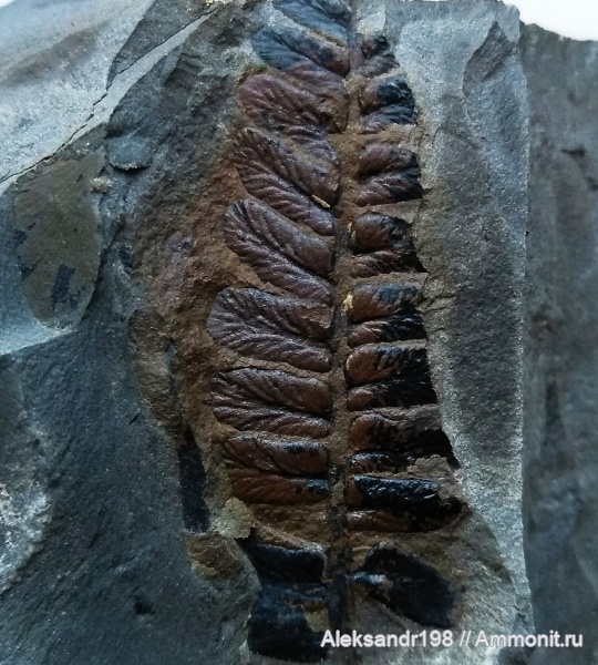 Neuropteris, Neuropteris rarinervis