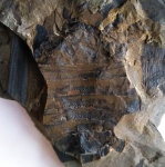 На определение.карбон