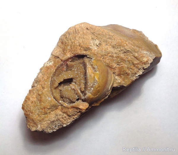 гастроподы, моллюски, Bellerophon, ругозы, Gastropoda