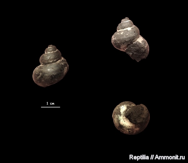 гастроподы, Москва
