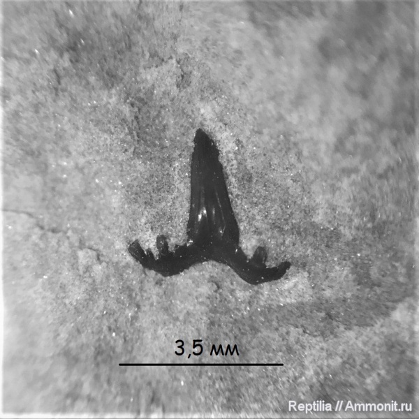 карбон, зубы, Glikmanius