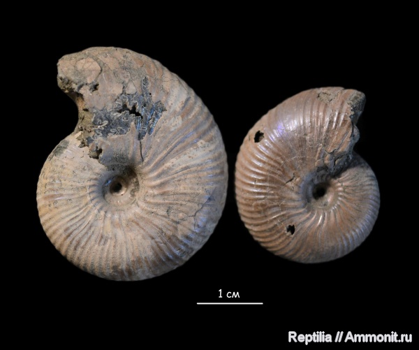 аммониты, юра, Михайлов, Funiferites