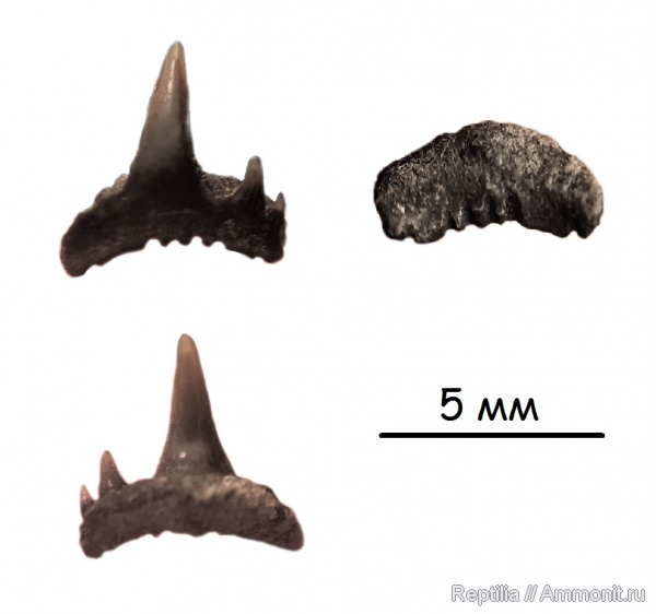 юра, зубы, акулы, Еганово, Synechodontiformes