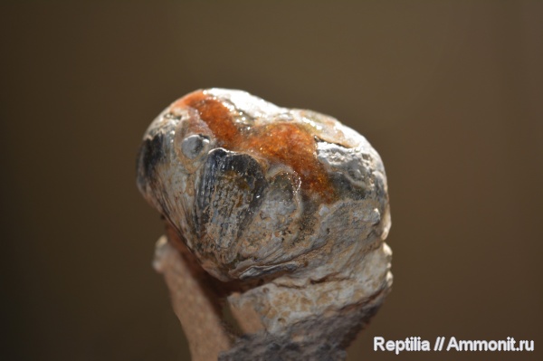 брахиоподы, карбон