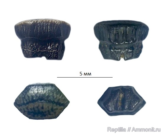 мел, США, зубы, скаты, Myledaphus