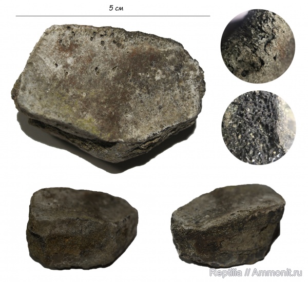 юра, ихтиозавры, Еганово, элемент ласта морской рептилии