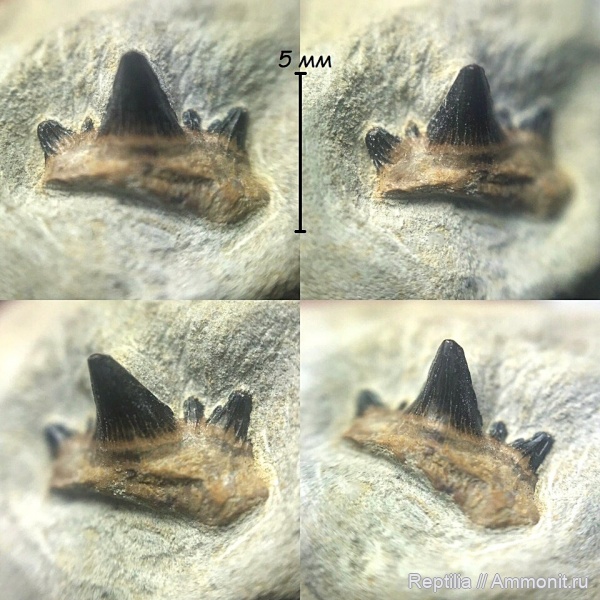 зубы, акулы, Ctenacanthiformes, Заборье