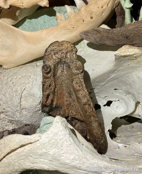 миоцен, тюлени, Monachopsis pontica