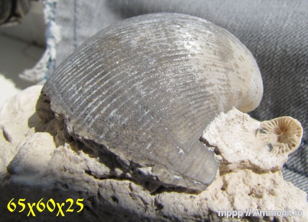 брахиоподы, Choristites