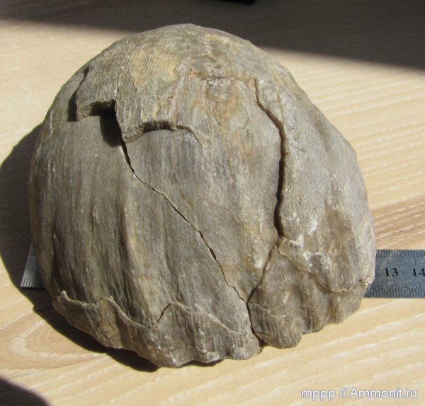 брахиоподы, Gigantoproductus