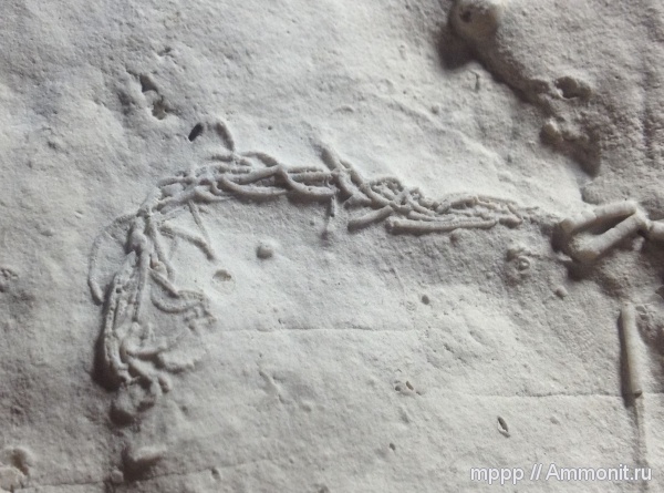 Пензенская область