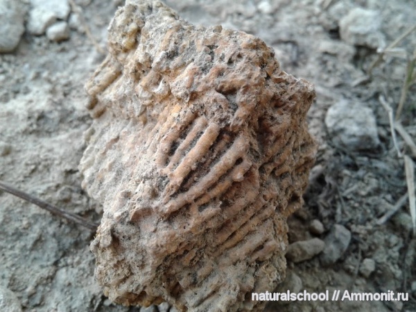 Syringopora, Ланьшинский карьер