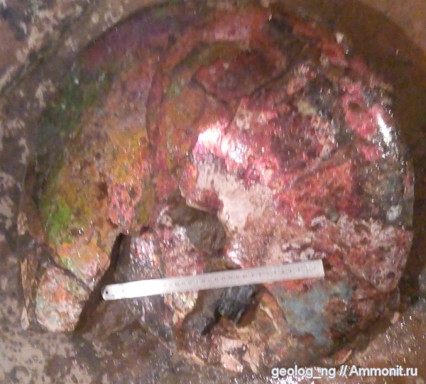 верхний мел, Placenticeras