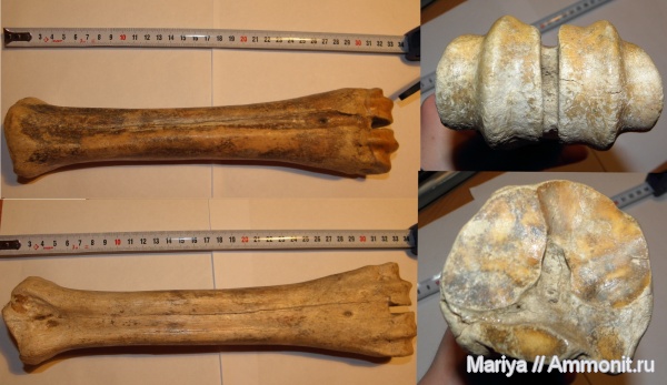 млекопитающие, плейстоцен, бизоны, Красноярский край, Bison