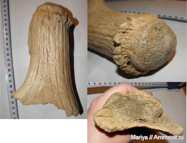 Плейстоцен