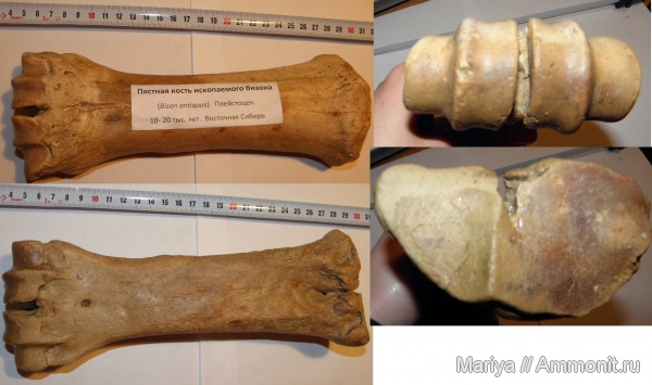 млекопитающие, плейстоцен, Bison