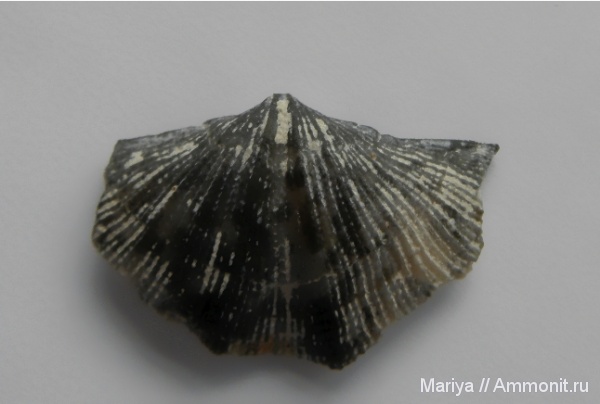 Брахиопод много не бывает)