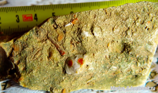 брахиоподы, brachiopoda, Chonetida