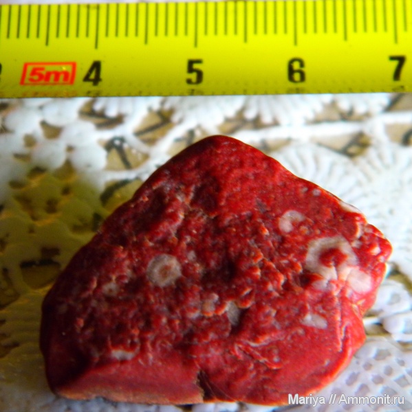 морские лилии, фораминиферы