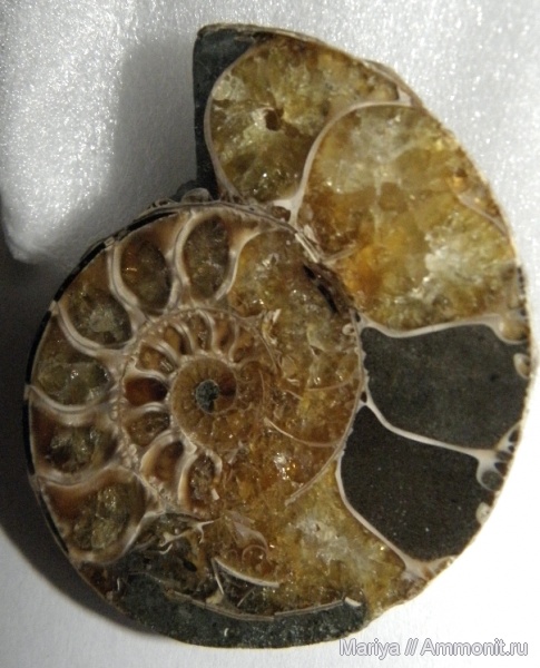 аммониты, мел, Мадагаскар, Cleoniceras