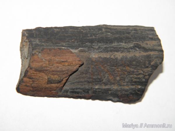 окаменевшее дерево, палеофлора