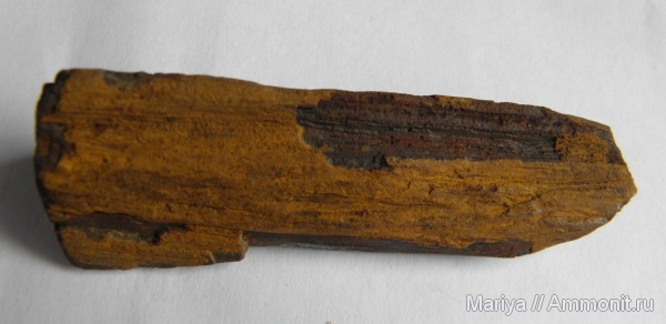 окаменевшее дерево, палеофлора