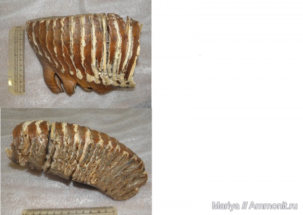 Mammuthus primigenius