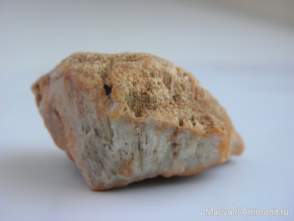 карбон, Chaetetes, Ивановская область