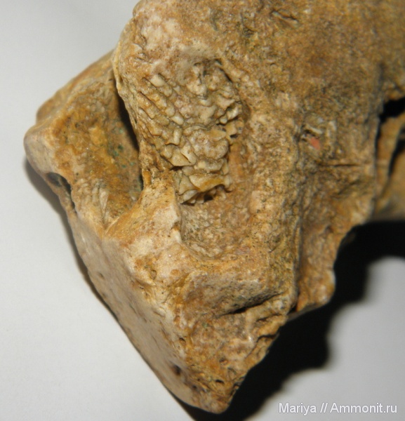 карбон, кораллы, Ивановская область