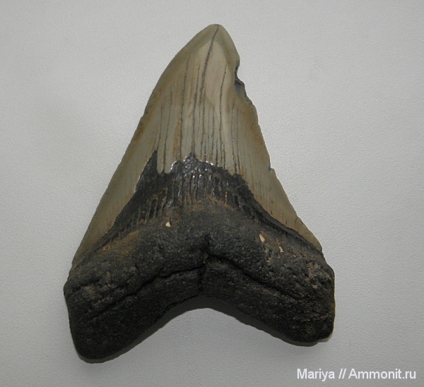 США, Otodus, Carcharocles megalodon, Megaselachus megalodon