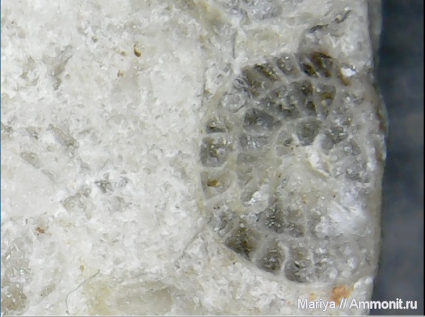 карбон, фораминиферы, Foraminifera