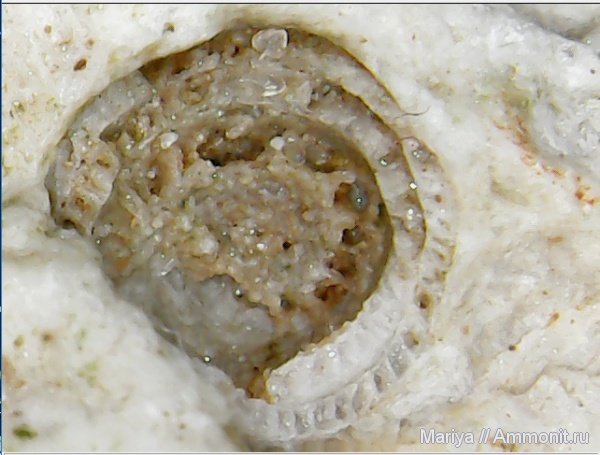 карбон, фораминиферы, Ивановская область, Fusulinida