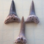 И ещё зубки из Малого Пролома