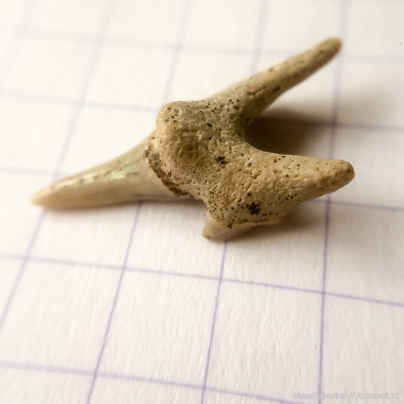 Зуб Pseudoscapanorhynchus compressidens - Малый Пролом (Шацкий район ...