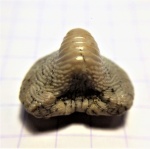 Передний зуб Ptychodus anonymus