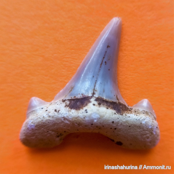 мел, мезозой, верхний мел, Cretalamna, сеноман, Cretalamna appendiculata, Шацк, Малый Пролом, shark teeth, sharks