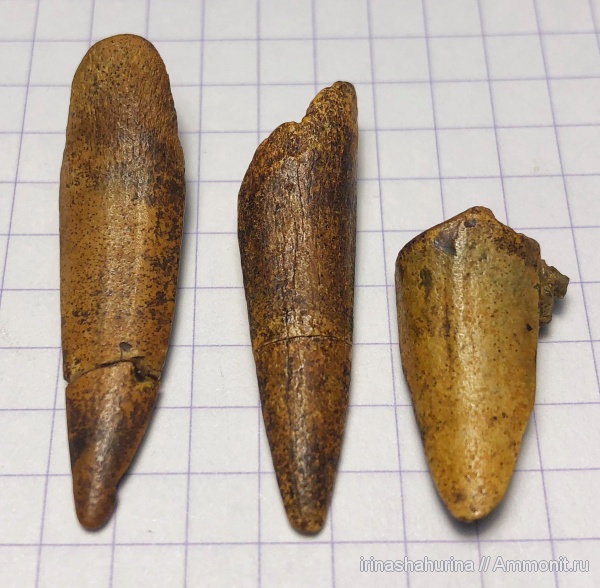 мел, сеноман, Ichthyodectiformes, Шацк, Малый Пролом, fish, teeth