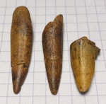 Зубы костных рыб Ichthyodectiformes
