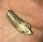 Зуб плезиозавра из отвалов