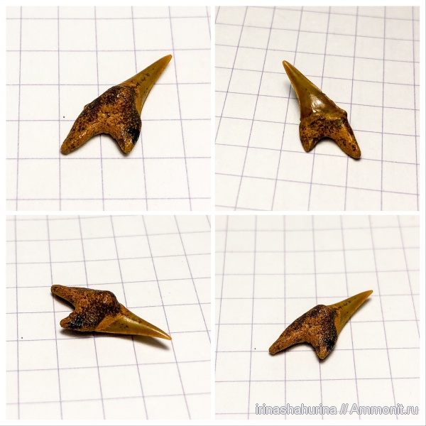 мел, сеноман, Шацк, Малый Пролом, shark teeth