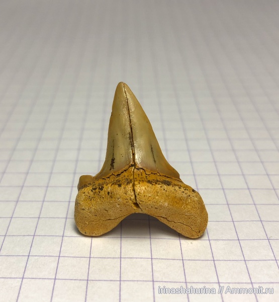 мел, сеноман, Cretoxyrhina denticulata, Шацк, Малый Пролом, shark teeth