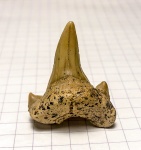 Передне-боковой зуб Dwardius