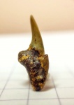 "Брутальный" зуб Pseudoscapanorhynchus compressidens
