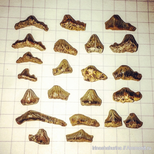 мел, сеноман, Polyacrodus, Шацк, Малый Пролом, shark teeth