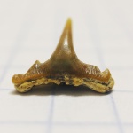 Необычный зуб Synechodus