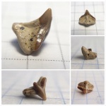 Передний зуб ковровой акулы Cederstroemia